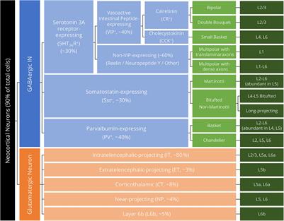 Transcranial Magnetic Stimulation and Neocortical Neurons: The Micro-Macro Connection